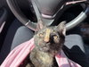 Hazel (2) foster kitten - Photo 3