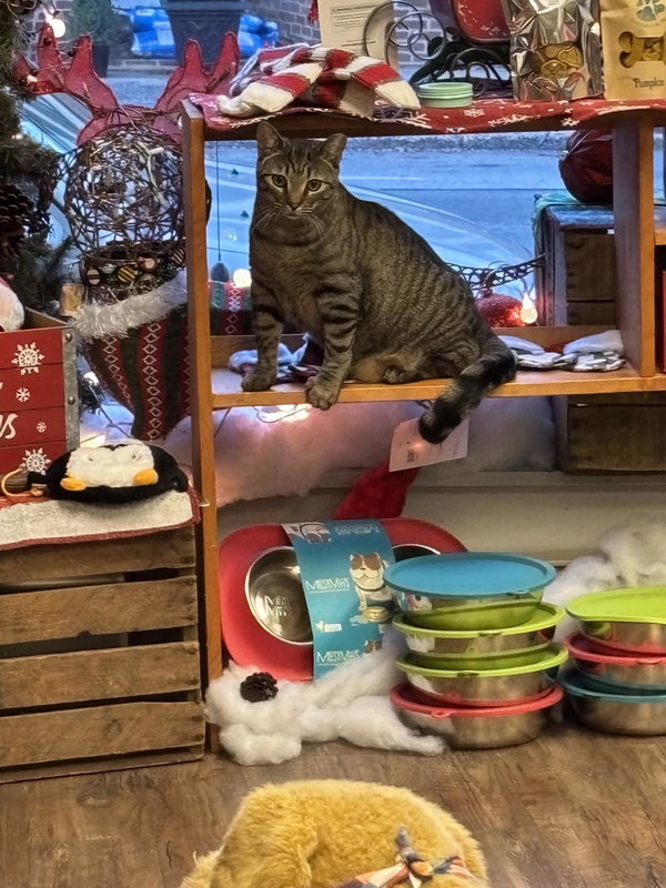 Kentucky and Derby (BONDED PAIR)
