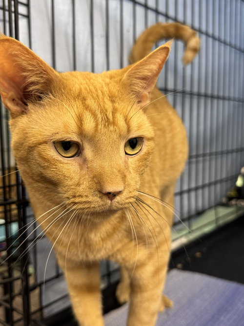 JUNIOR (FOSTER CAT) - Domestic Short Hair available for adoption