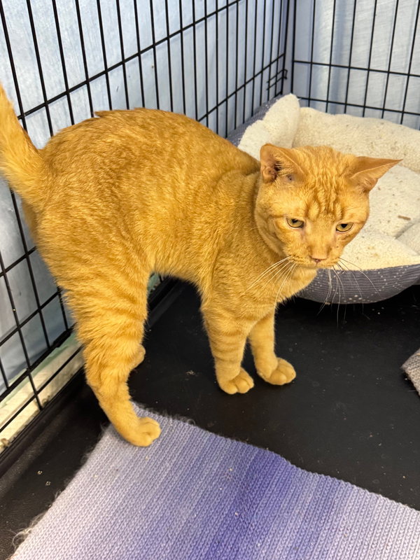 Junior (Foster cat)