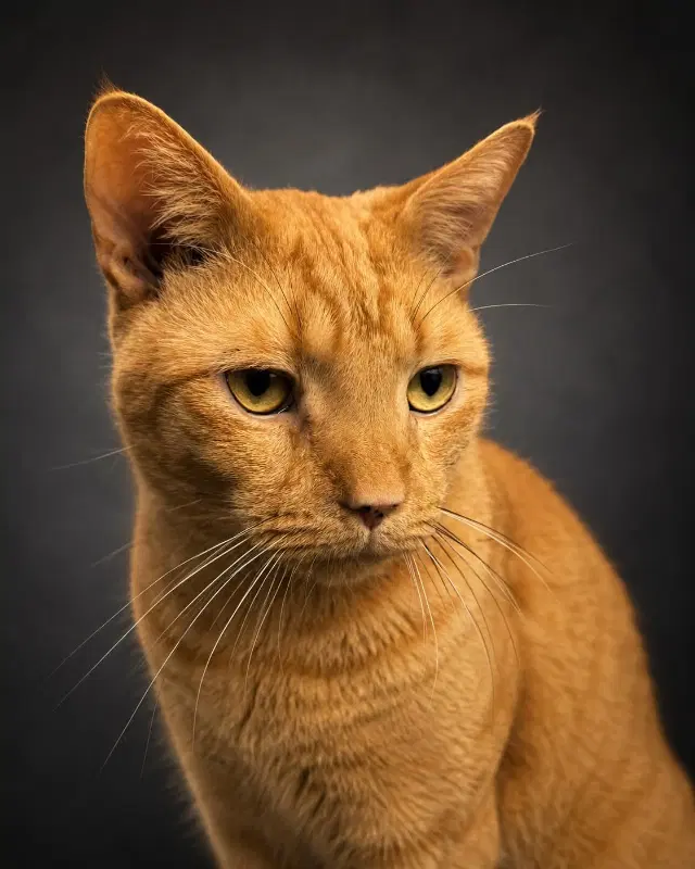 Junior - Domestic Short Hair