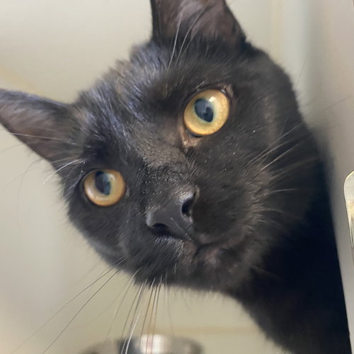 Snowball, Baby Domestic Short Hair / Mixed (short coat), cat for adoption in Hagerstown, Maryland