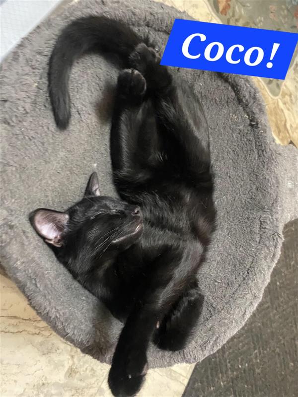 Coco (Foster Cat) Image