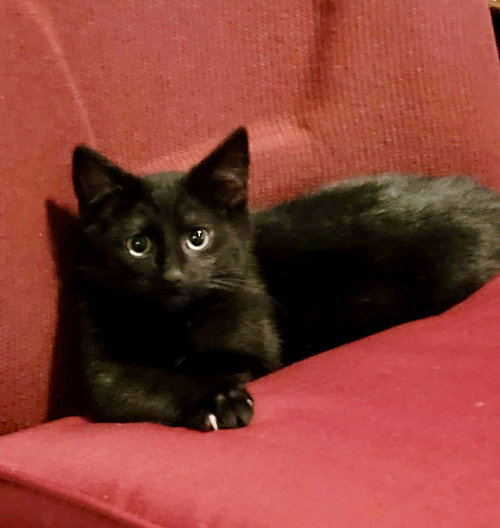 picture of the cat needing adoption