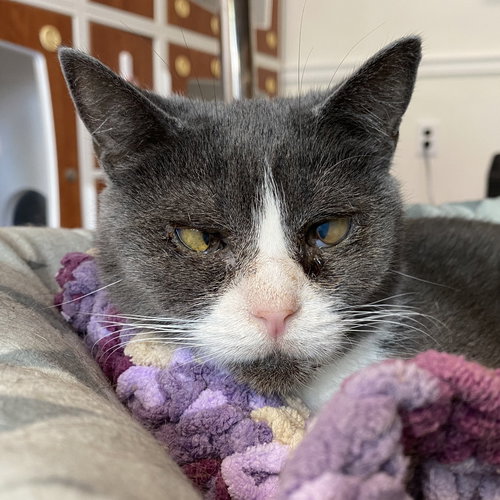 Tubs 2, Senior Domestic Short Hair / Mixed (short coat), cat for adoption in Hagerstown, Maryland