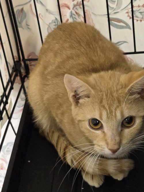 picture of the cat needing adoption