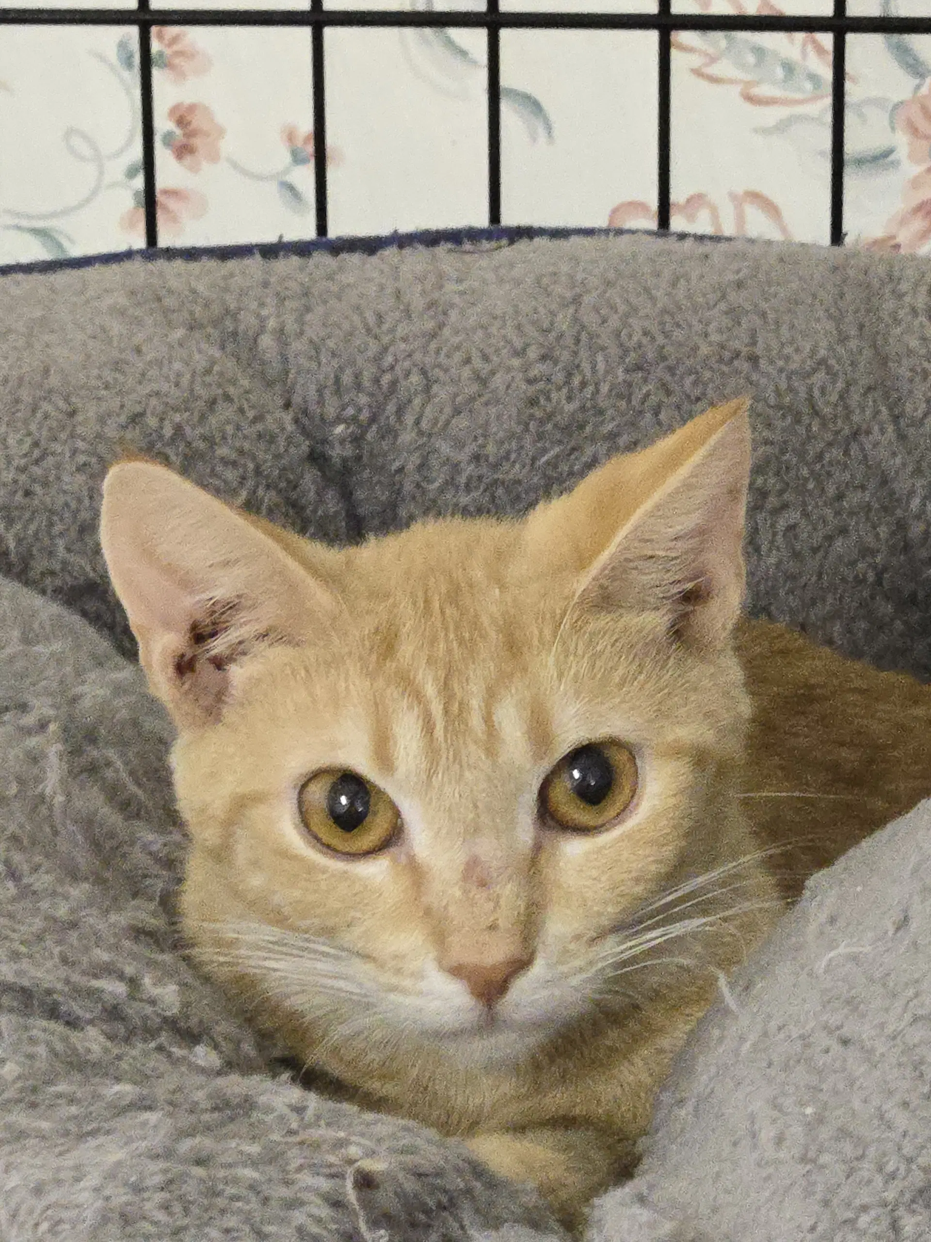 Isabelizzy - Domestic Short Hair