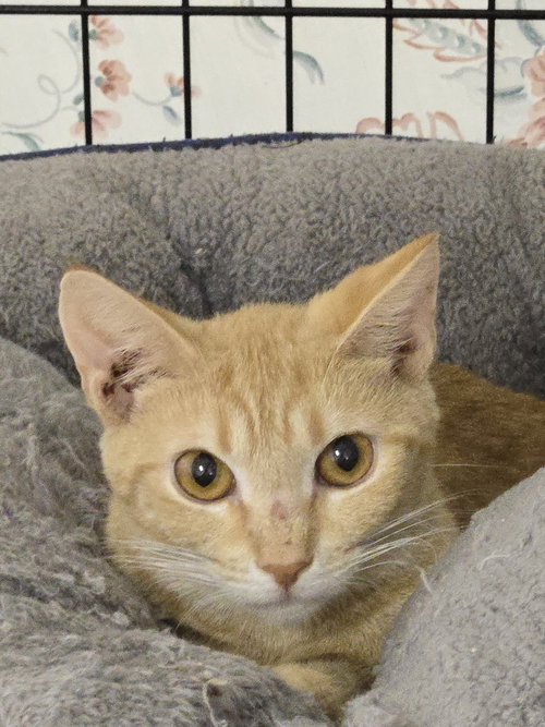 Isabel(Izzy), Adult Domestic Short Hair / Tabby / Mixed (short coat), cat for adoption in Hagerstown, Maryland