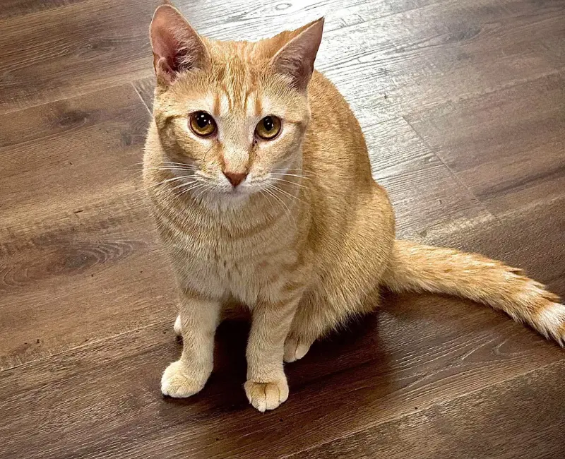 Isabelizzy - Domestic Short Hair