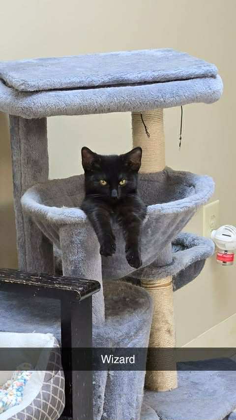 picture of the cat needing adoption