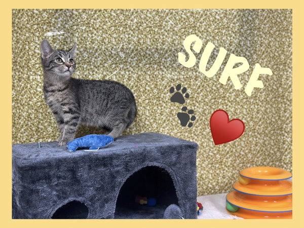 Surf (foster cat)