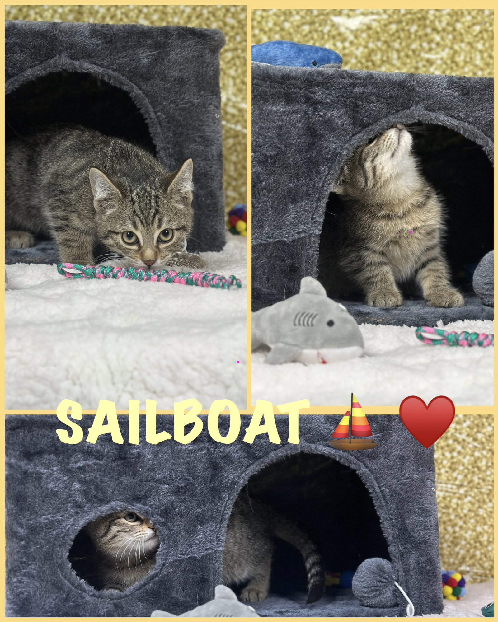 Sailboat (foster cat) Image