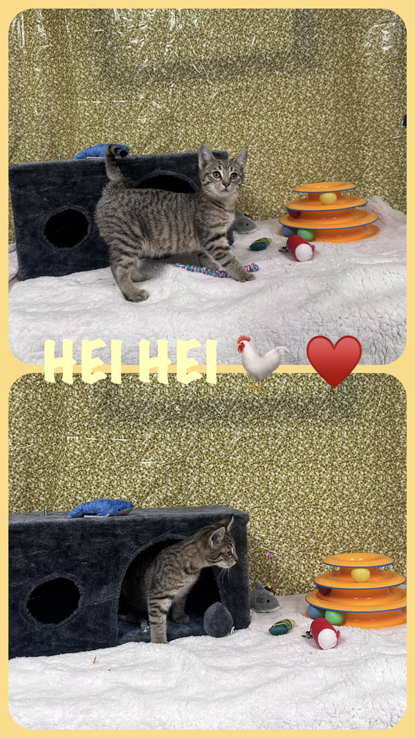 Hei Hei (foster cat)