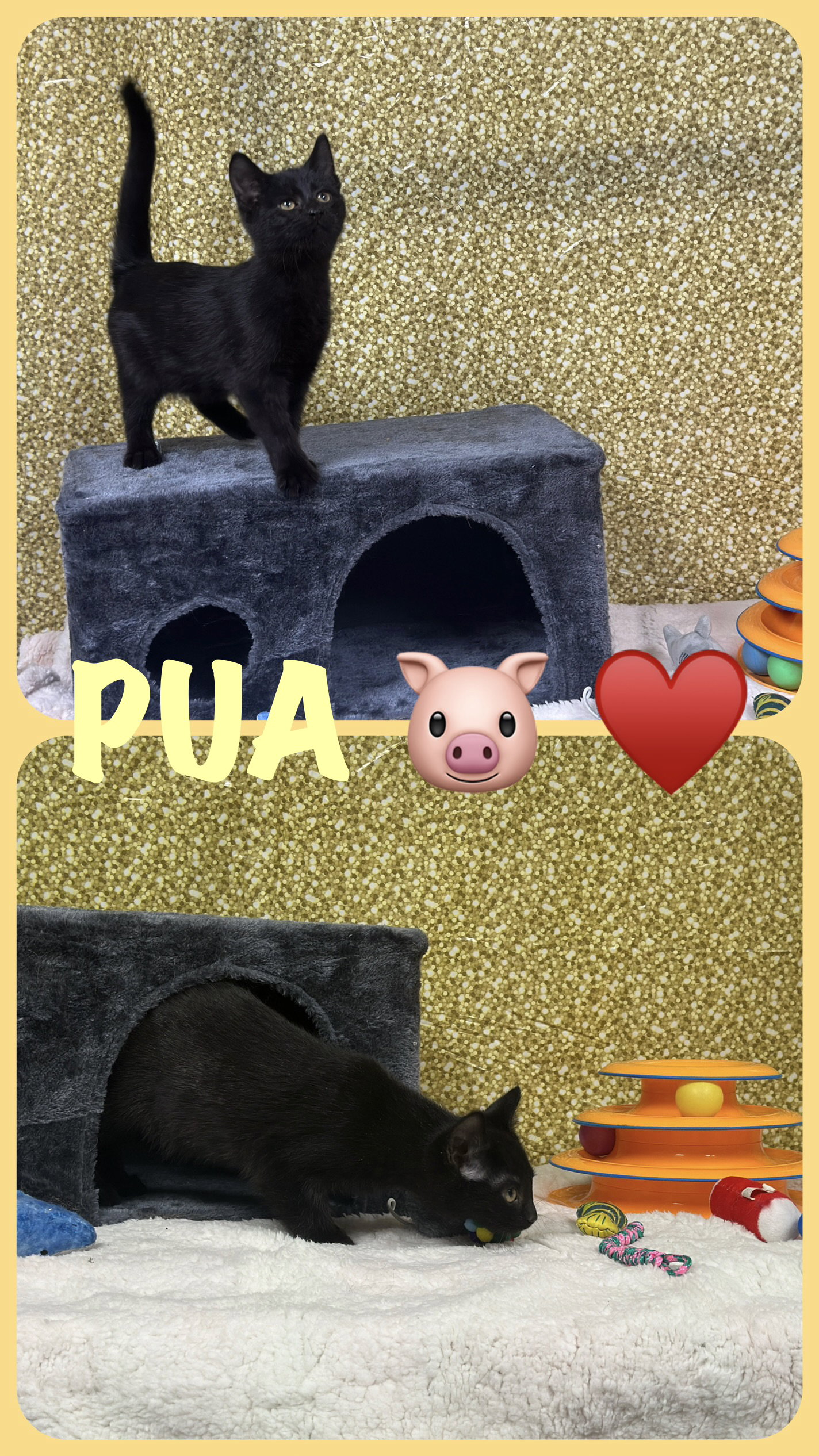 Pua (foster cat) Image
