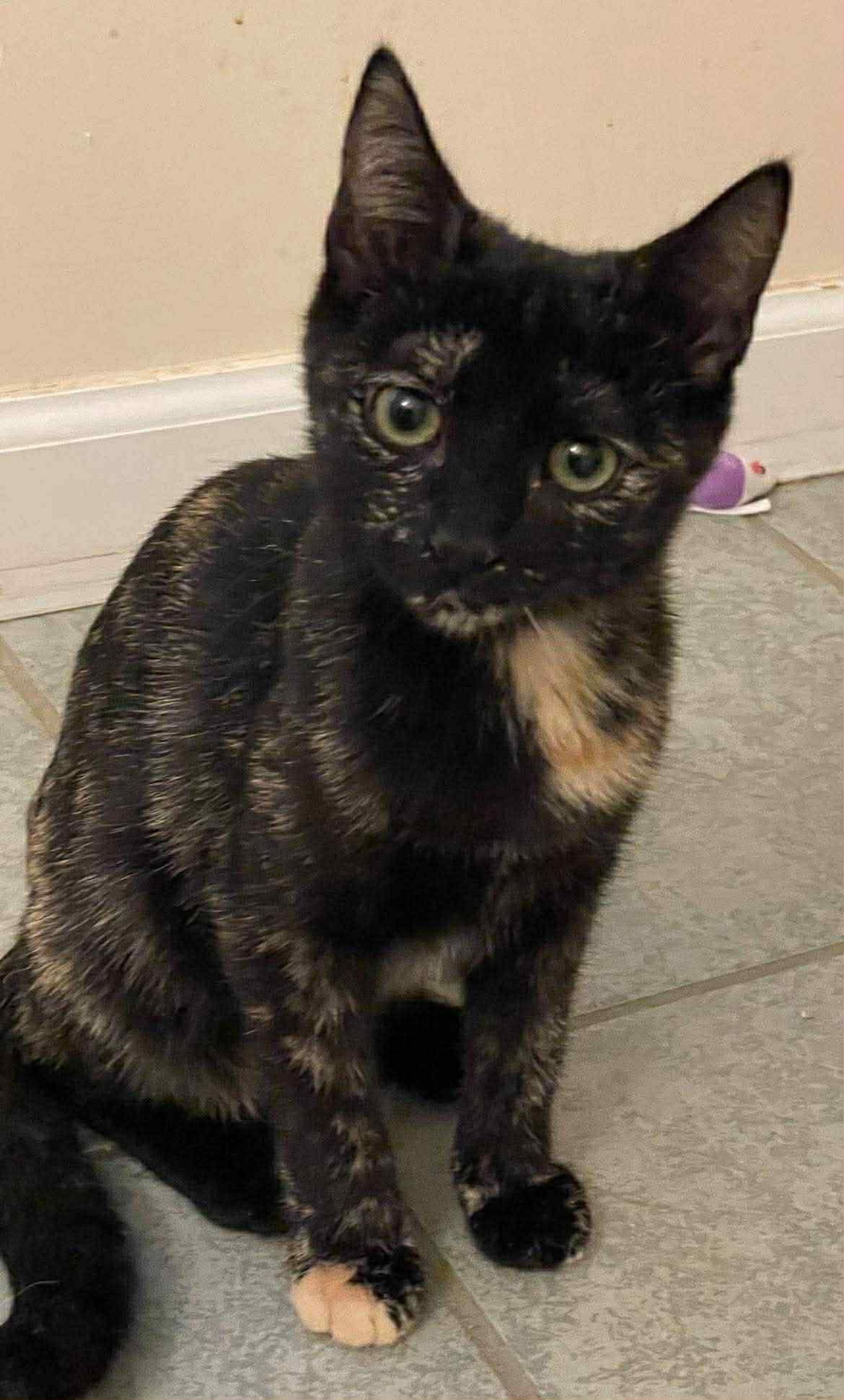 Polly Image