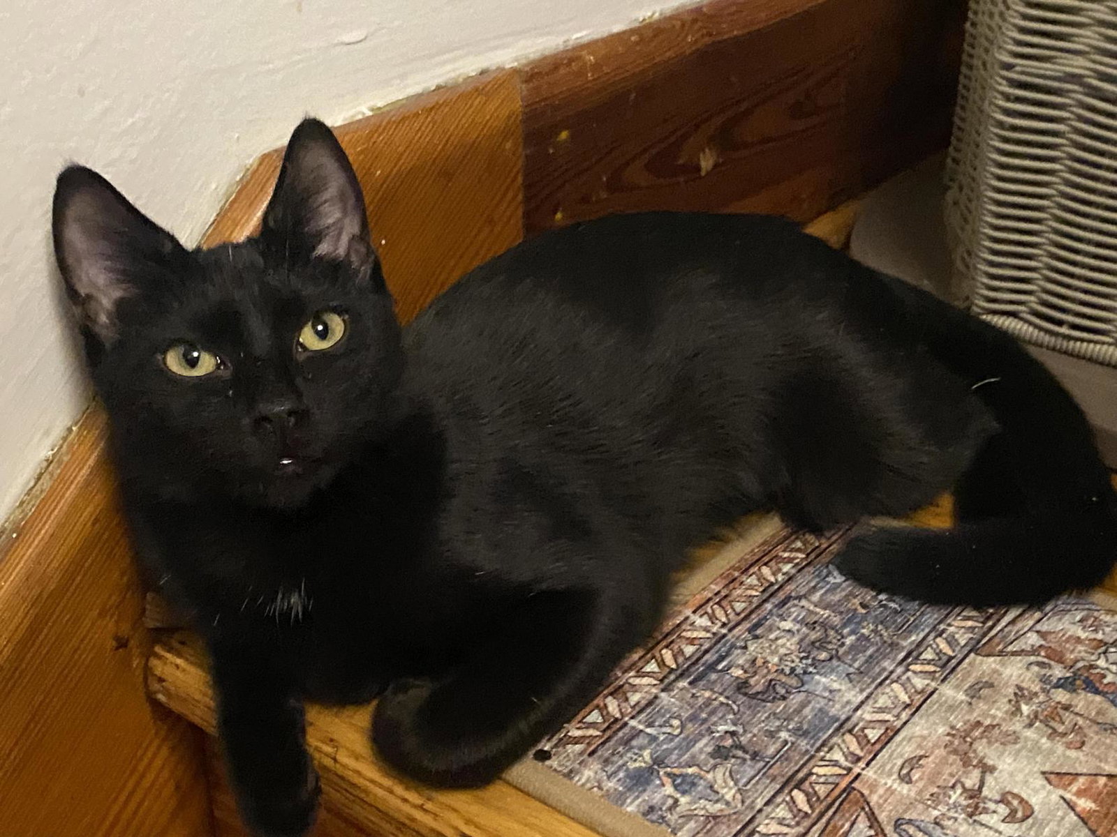 Penny Pop (foster cat) Image