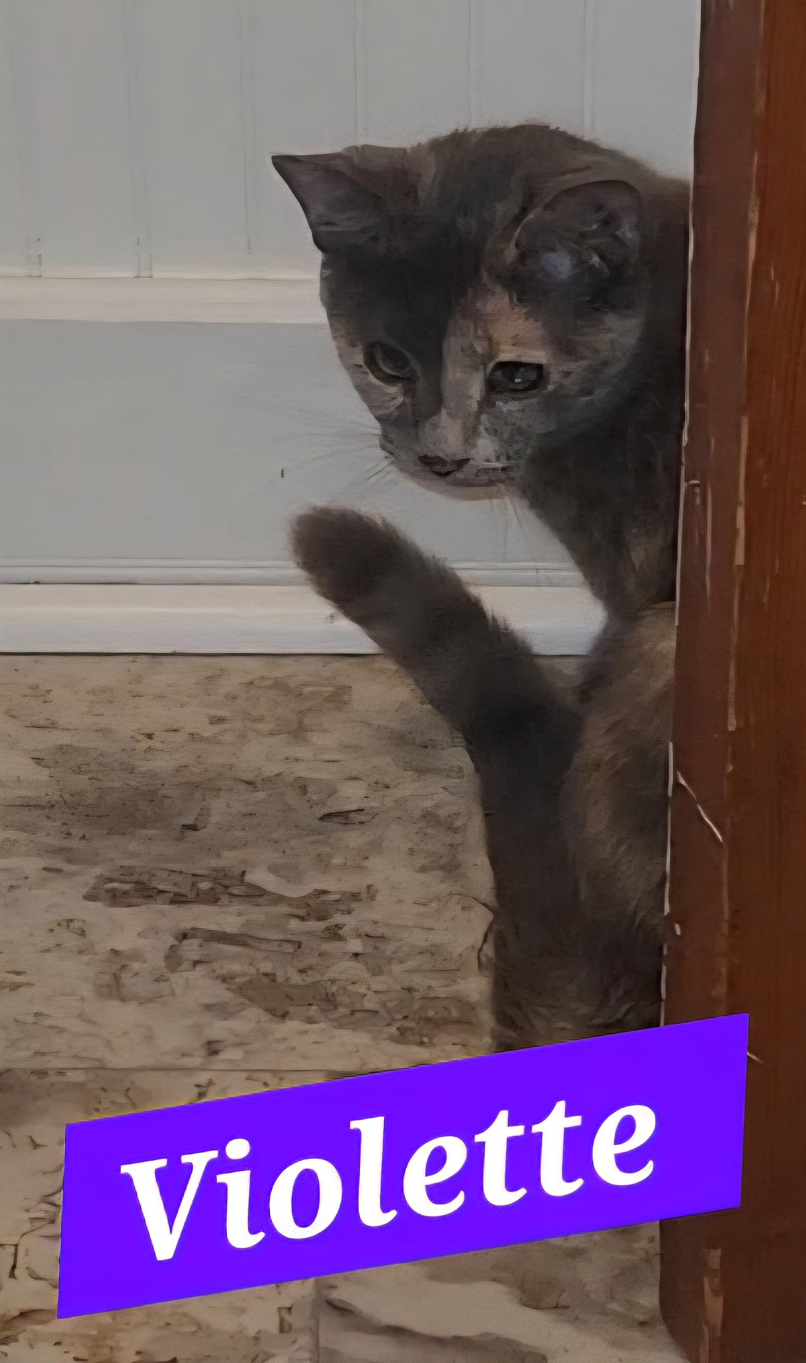 Violette (foster cat) Image