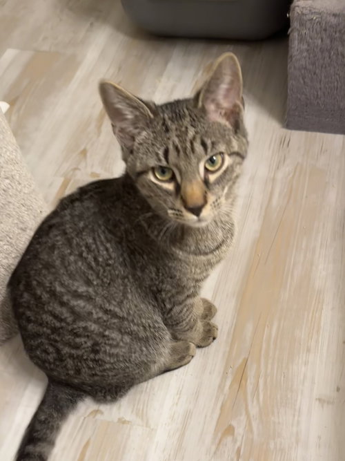 picture of the cat needing adoption