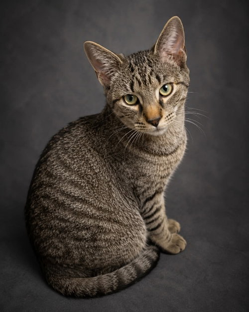 Thomas (foster cat), an adoptable Domestic Short Hair in Gettysburg, PA