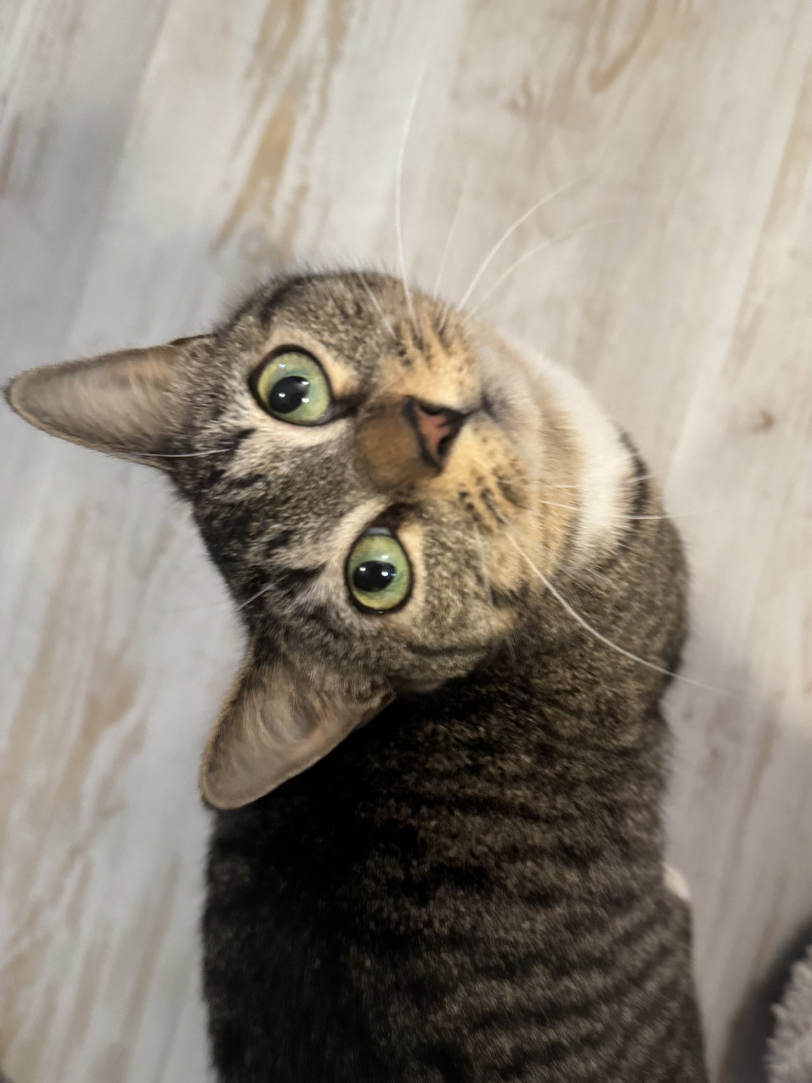 Peach (foster cat) Image