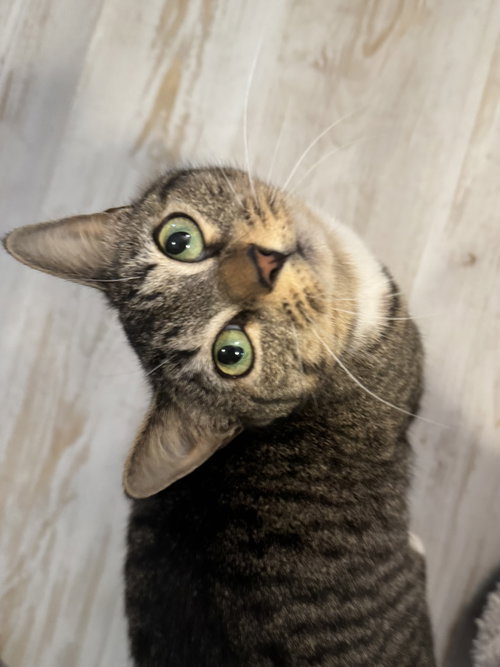 picture of the cat needing adoption