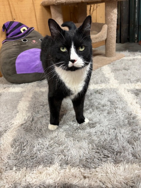 Sonny (foster cat) bonded with Joy Image