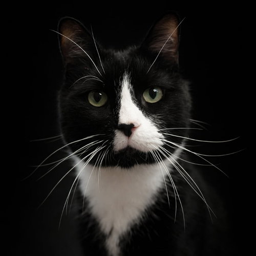 Sonny, an adoptable Domestic Short Hair in Gettysburg, PA