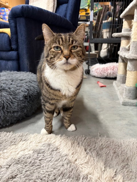 picture of the cat needing adoption