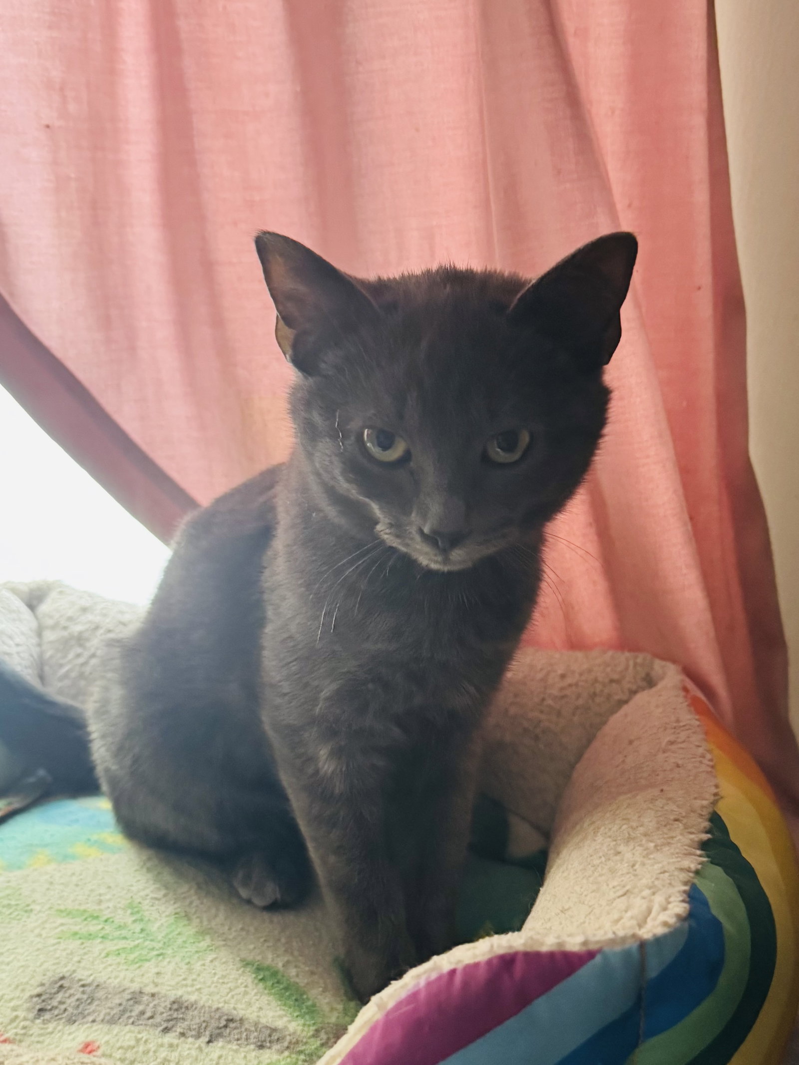Coy (foster cat) Image