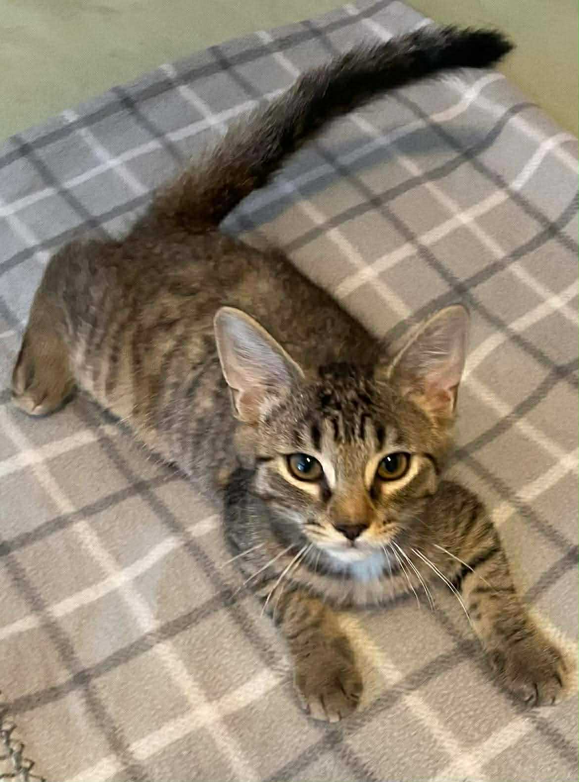 Chip (bonded with Dale) Image