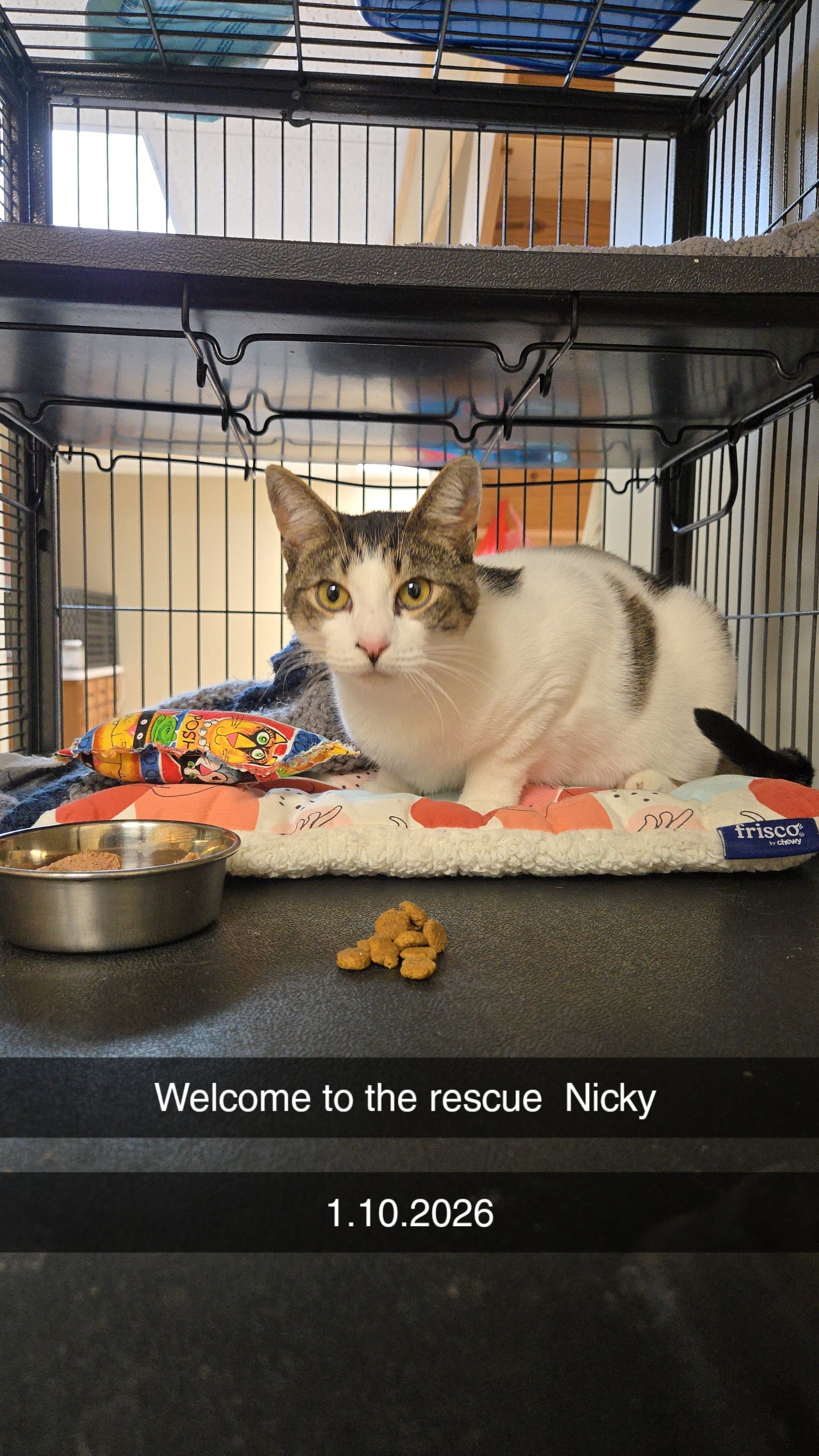Nicky (foster cat) Image