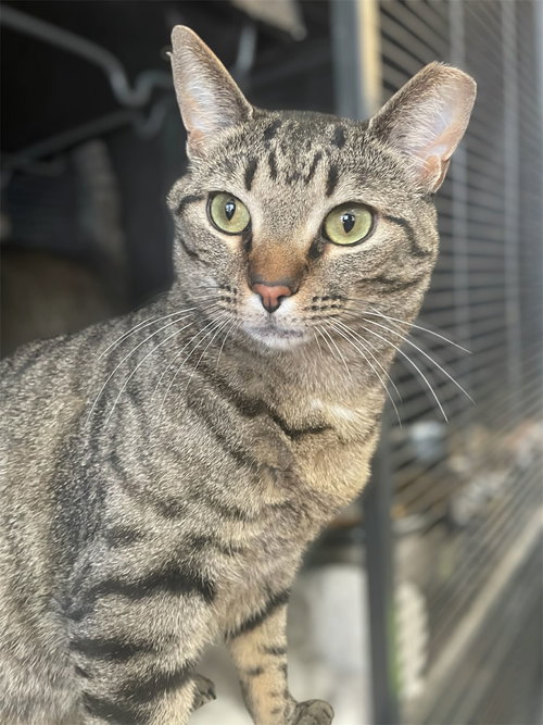 picture of the cat needing adoption