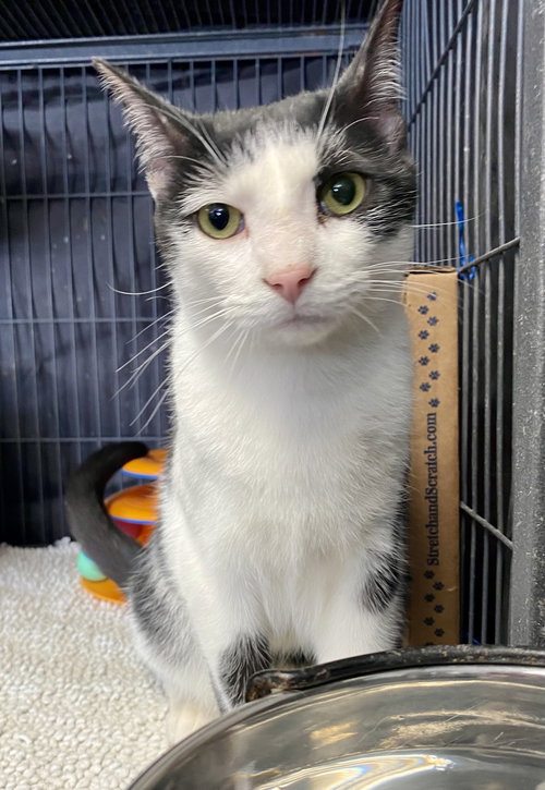 PANDA - Domestic Short Hair available for adoption
