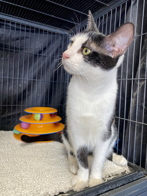 PANDA - Domestic Short Hair available for adoption