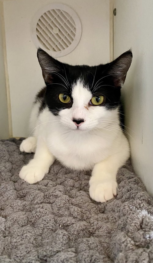 JACKEY - Domestic Short Hair available for adoption