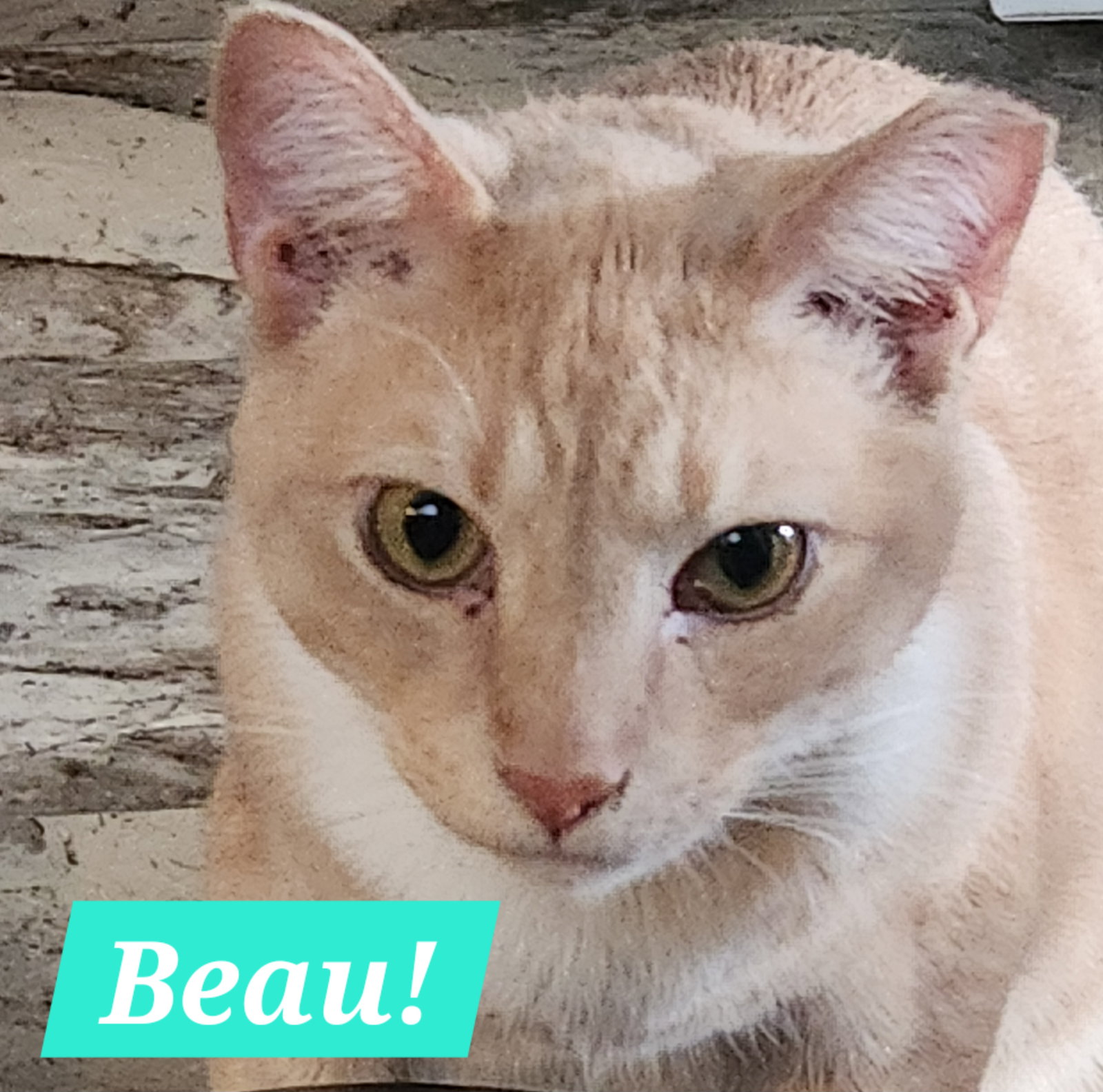 Beau Image