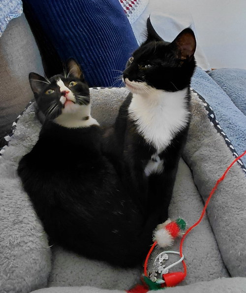 OLIVE (FOSTER/BONDED WITH BRUTUS) - Domestic Medium Hair available for adoption