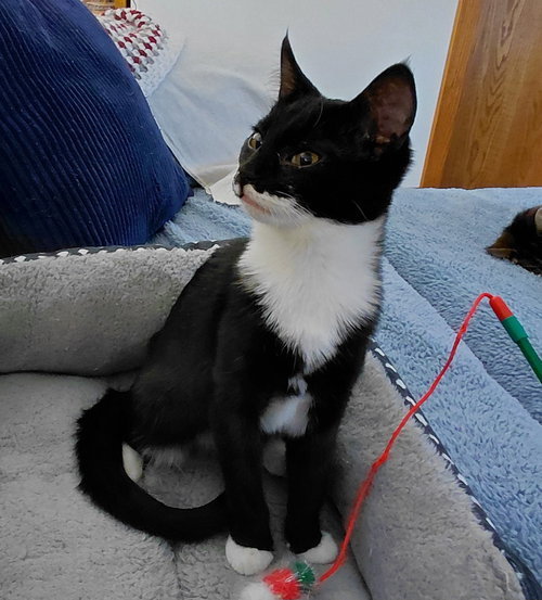 OLIVE (FOSTER/BONDED WITH BRUTUS) - Domestic Medium Hair available for adoption