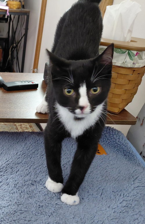 BRUTUS (FOSTER/BONDED WITH OLIVE) - Domestic Medium Hair available for adoption