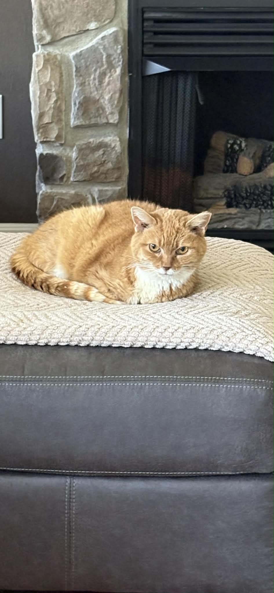 Blossom (foster cat)