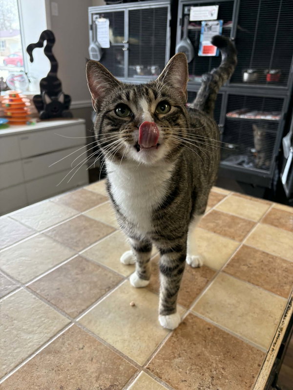Walt Whiskers