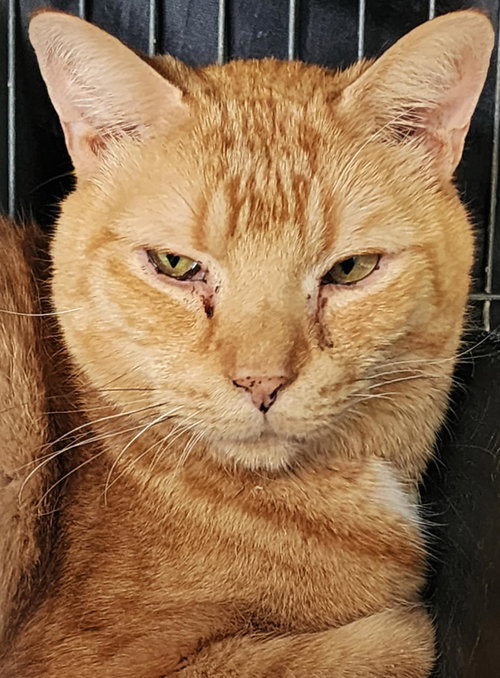 Big OJ, an adoptable Domestic Short Hair in Gettysburg, PA