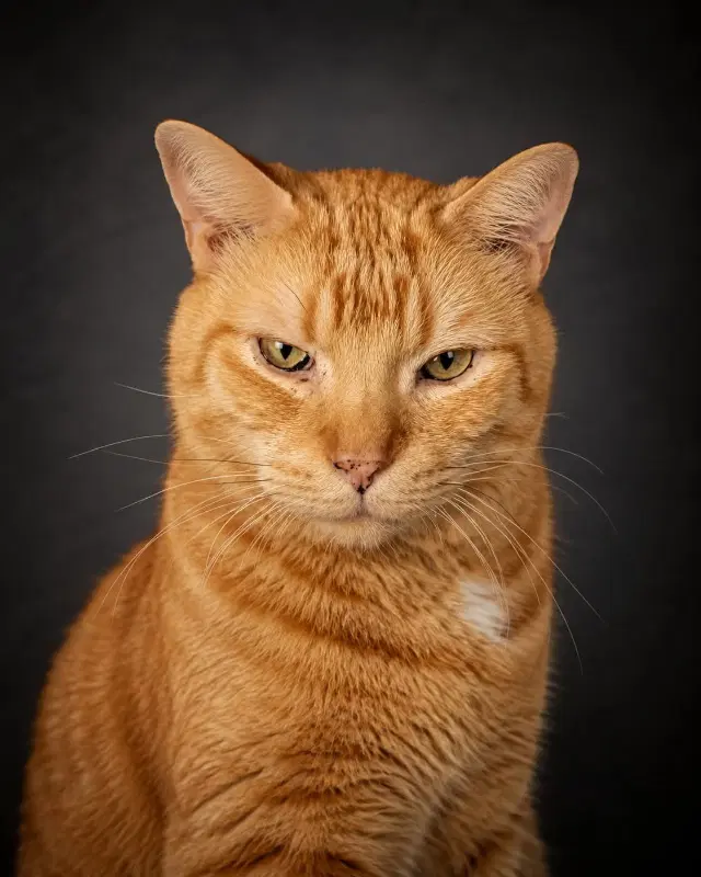 Big Oj - Domestic Short Hair
