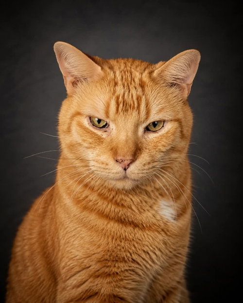 Big OJ, Senior Domestic Short Hair / Mixed (short coat), cat for adoption in Gettysburg, Pennsylvania