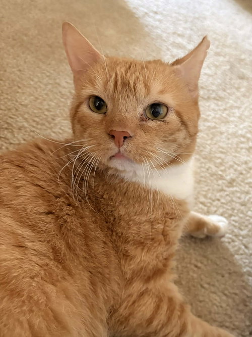 picture of the cat needing adoption