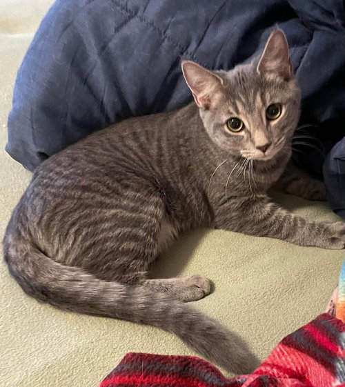 picture of the cat needing adoption