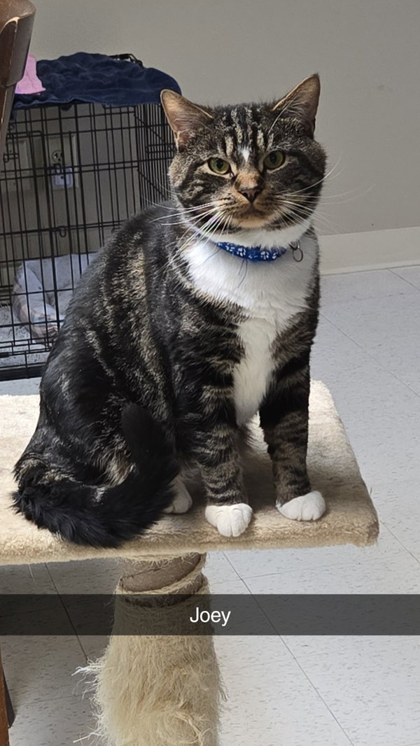Joey (foster cat)