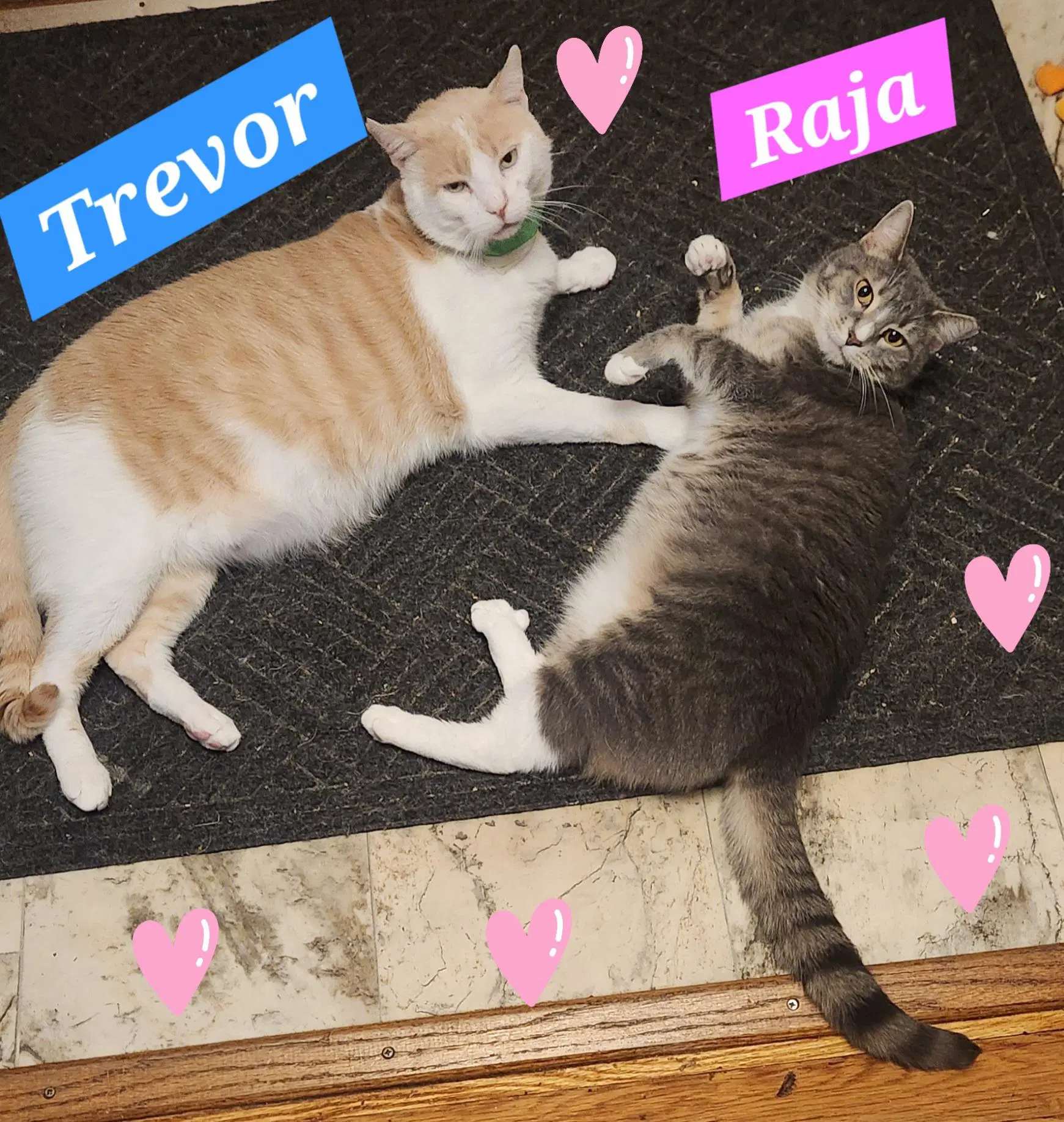 Trevor Foster Cat Bonded With Raja - Domestic Short Hair