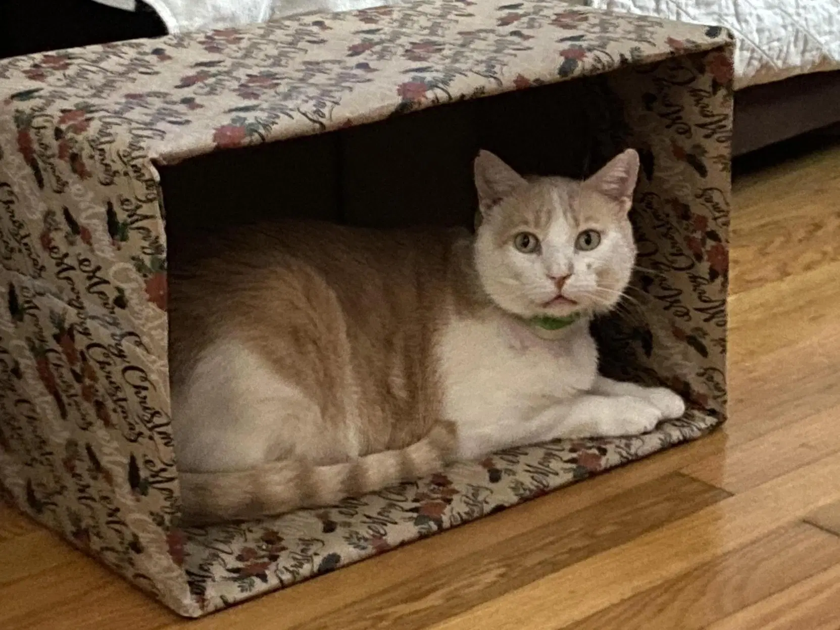 Trevor Foster Cat Bonded With Raja image 3