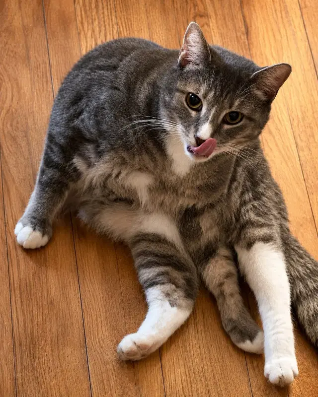 Raja Foster Cat Bonded With Trevor - Domestic Short Hair